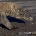 dragon_komodo_hsb_rinca_h_1070_kom2847.jpg